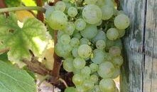 葡萄爆料视频大全最新,揭秘娱乐圈幕后故事